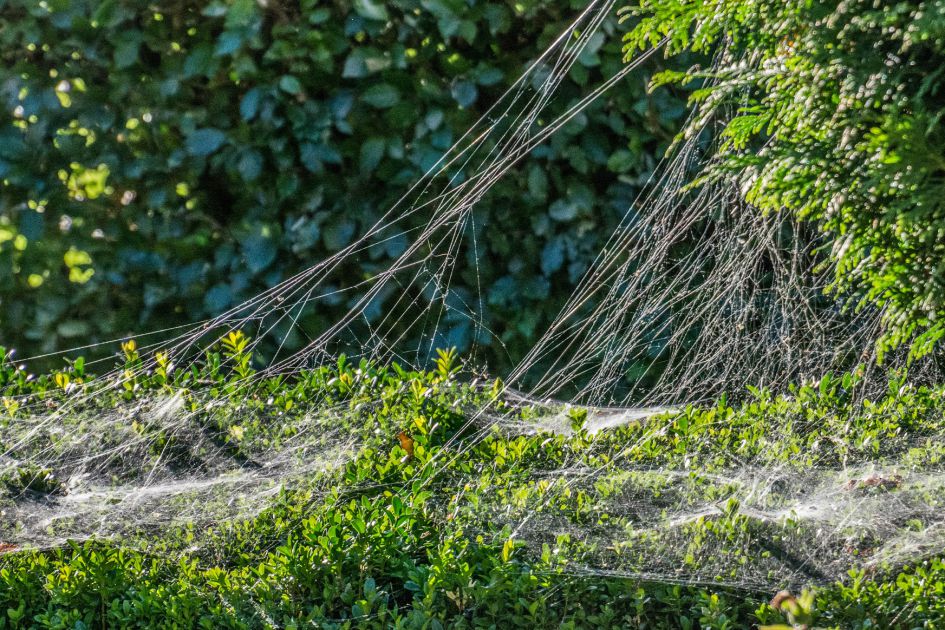 Heeft iemand een iedee welke trechterspinnen hier zitten?